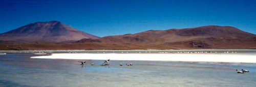 Flamencos en la laguna copia