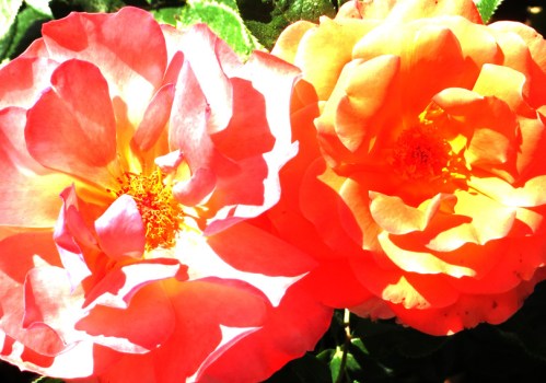 Rosas de fuego