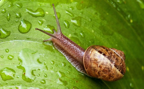 Snail moving in a Garden, Tuscany, Italy