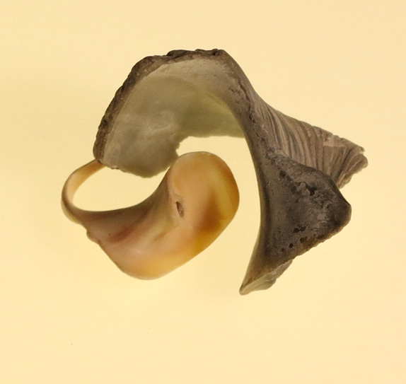 Una imagen del dolor